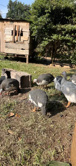 Guinea Fauls