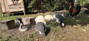 Guinea Fauls