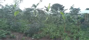 Farm With Well Set Modern Pigery, Banana Plantation, 3 Room House in M
