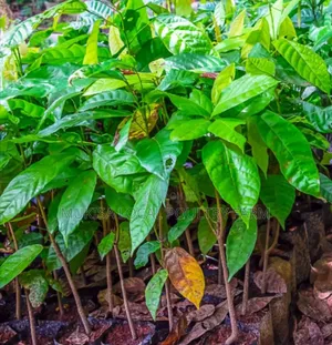 Cocoa Seedlings