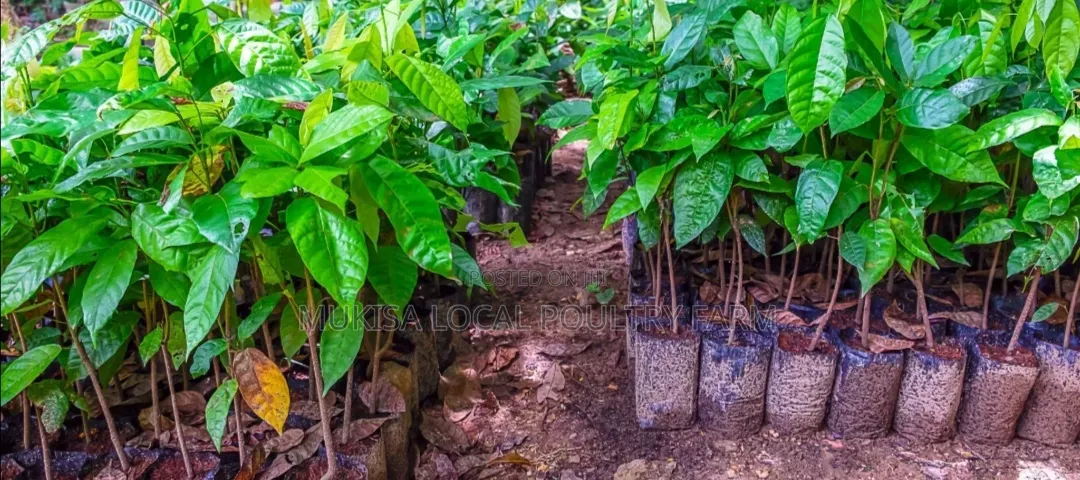 Cocoa Seedlings