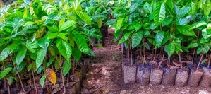 Cocoa Seedlings