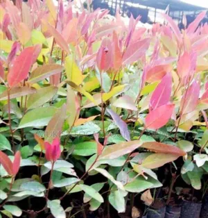 Eucalyptus Seedlings