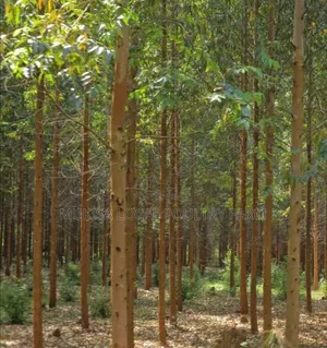 Eucalyptus Seedlings