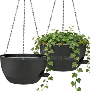 Hanging Plants