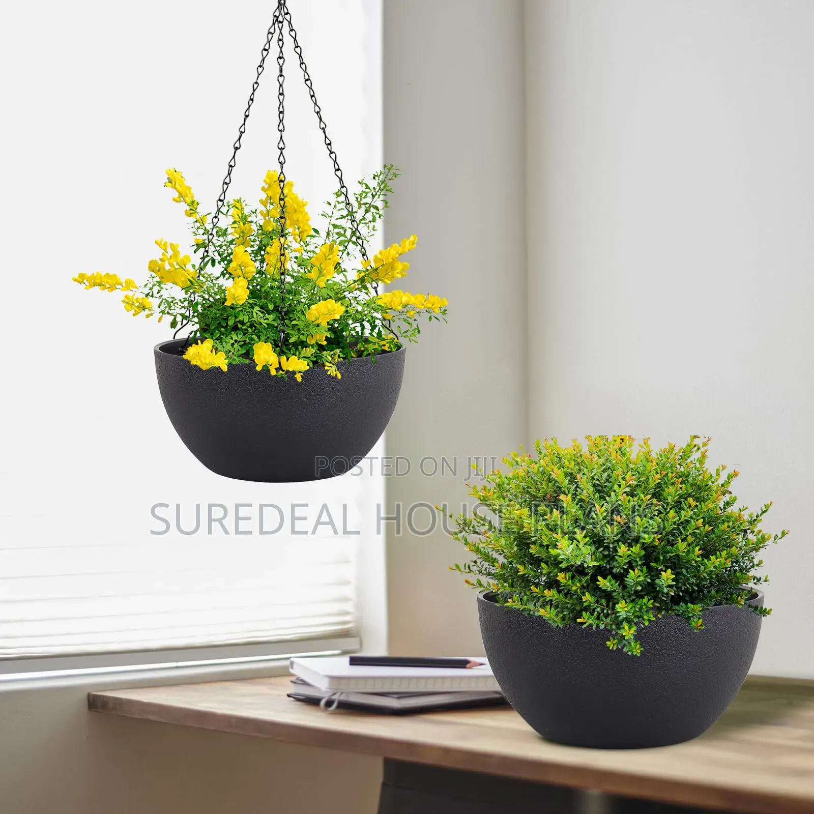 Hanging Plants