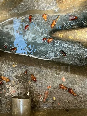 Fumigation Services