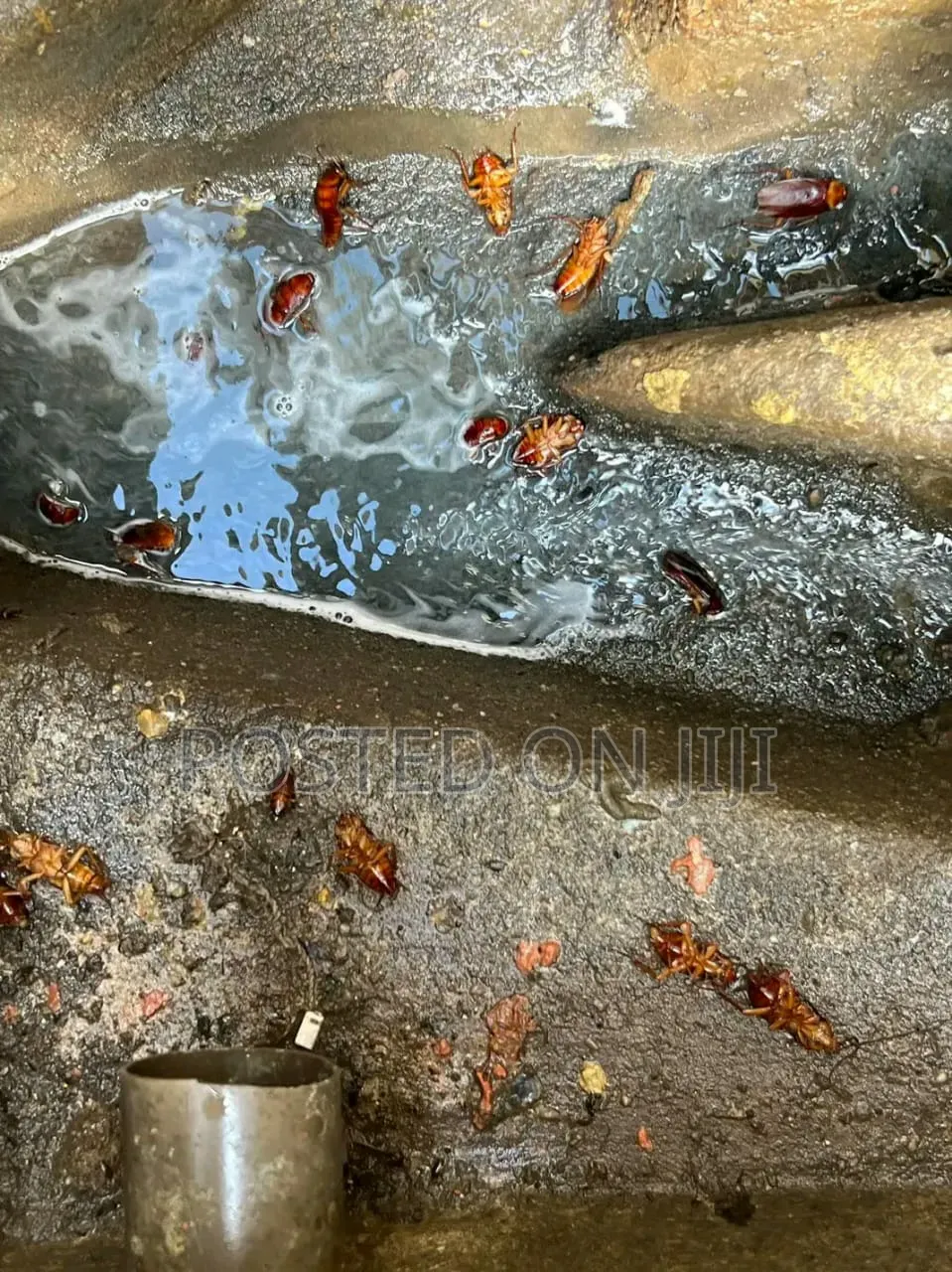 Fumigation Services