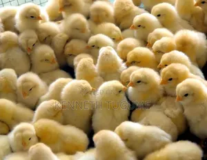 Quality Day Old Chicks