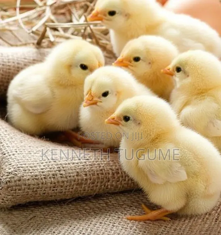 Quality Day Old Chicks