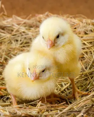 Quality Day Old Chicks