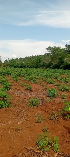 4 Acres on Sale Kakoge Titled