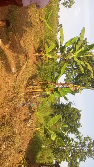 100x100 Ft Plots Nsagu