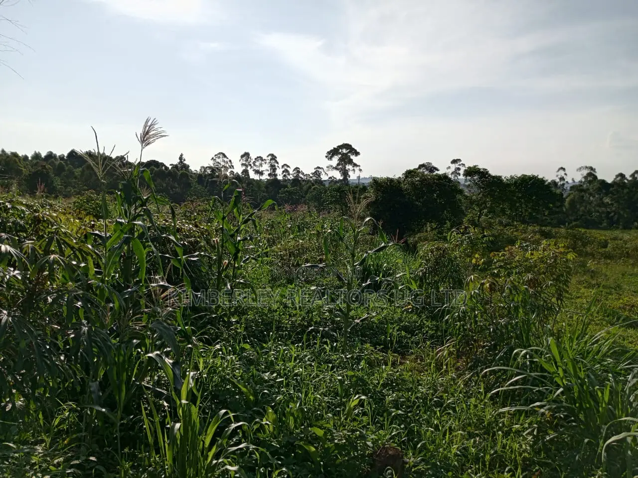 Commercial Plot For Sale – Seguku Nican