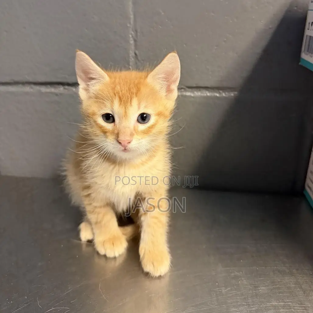 1-3 months Female Purebred Cat