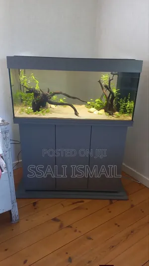 The Grey Colour Neat and Well Decorated Aquarium.