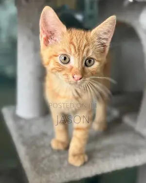 1-3 months Female Purebred Exotic