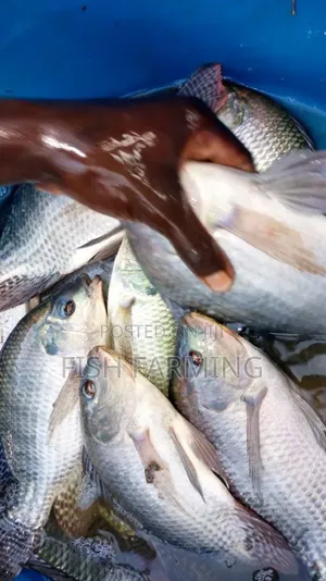 Hope Fish Farming