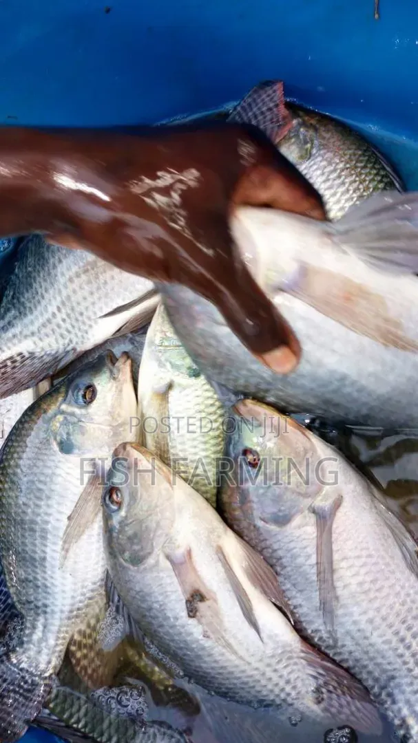 Hope Fish Farming