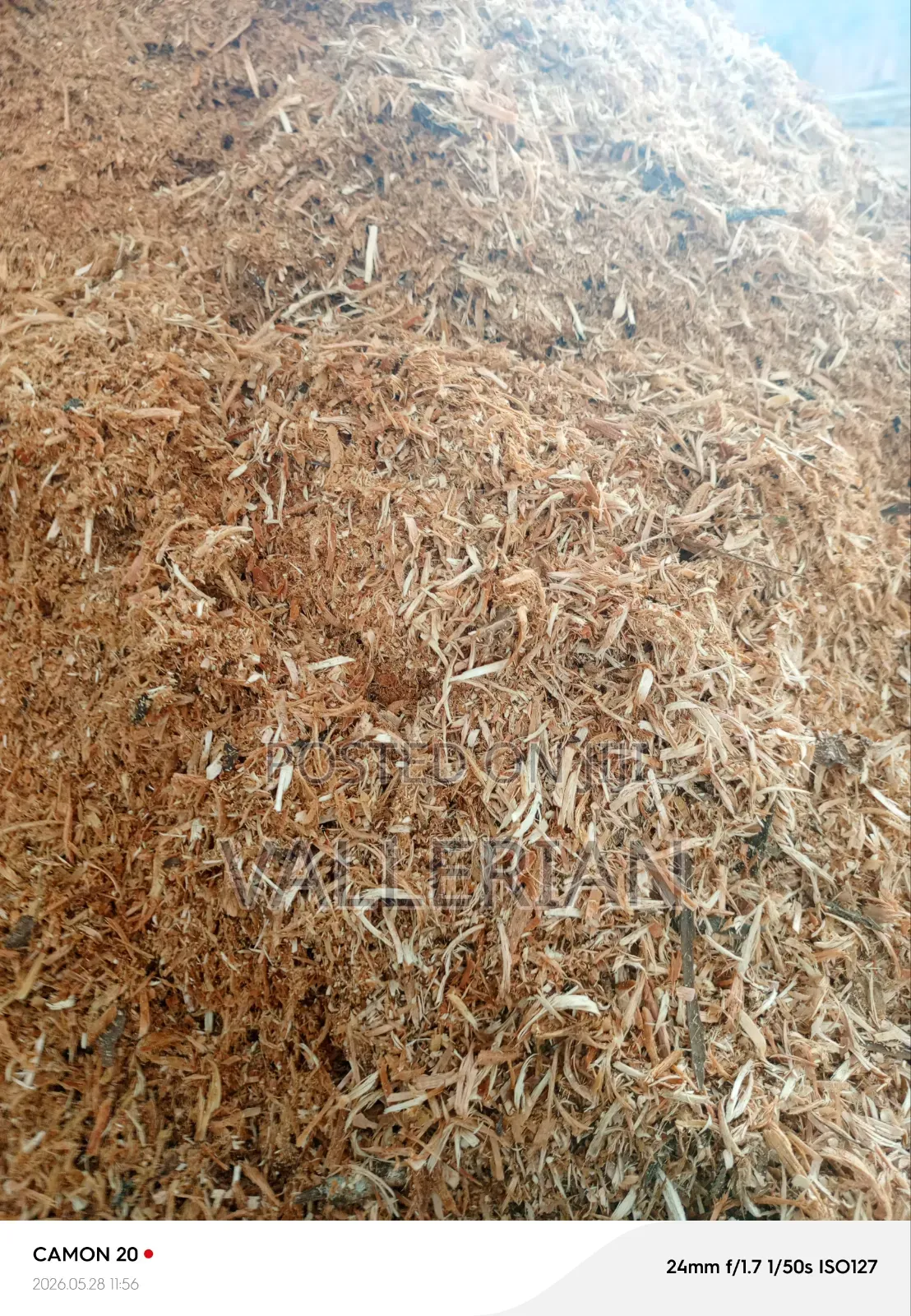 Saw Dust Epumbu