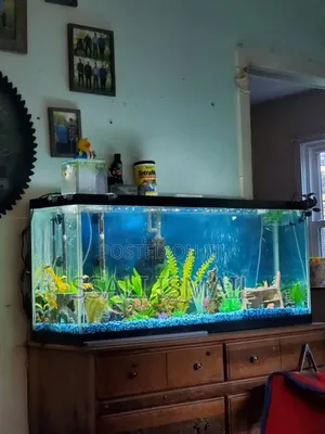 The Crystal Clear Nice Looking Aquarium