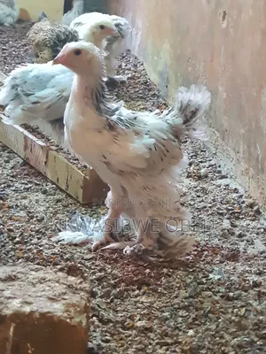 Brahma Chicks