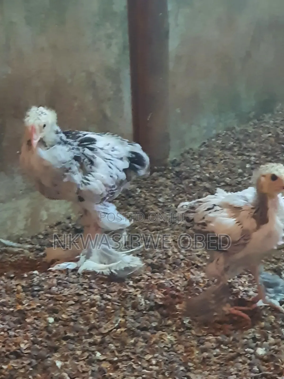 Brahma Chicks