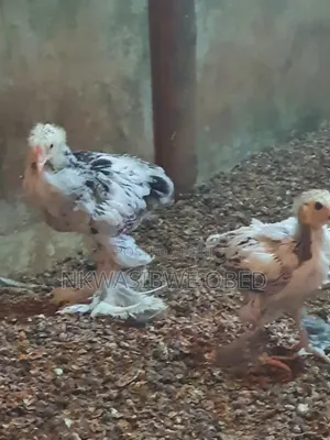 Brahma Chicks