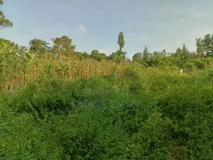 Gayaza Vumba Kiwangula Estate