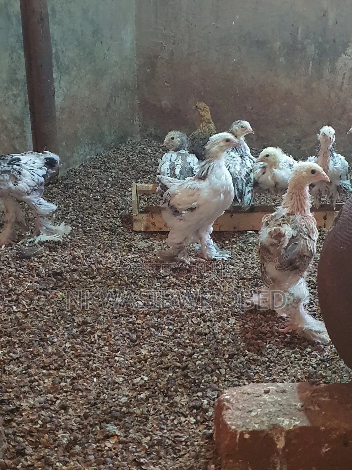 Brahma Chicks