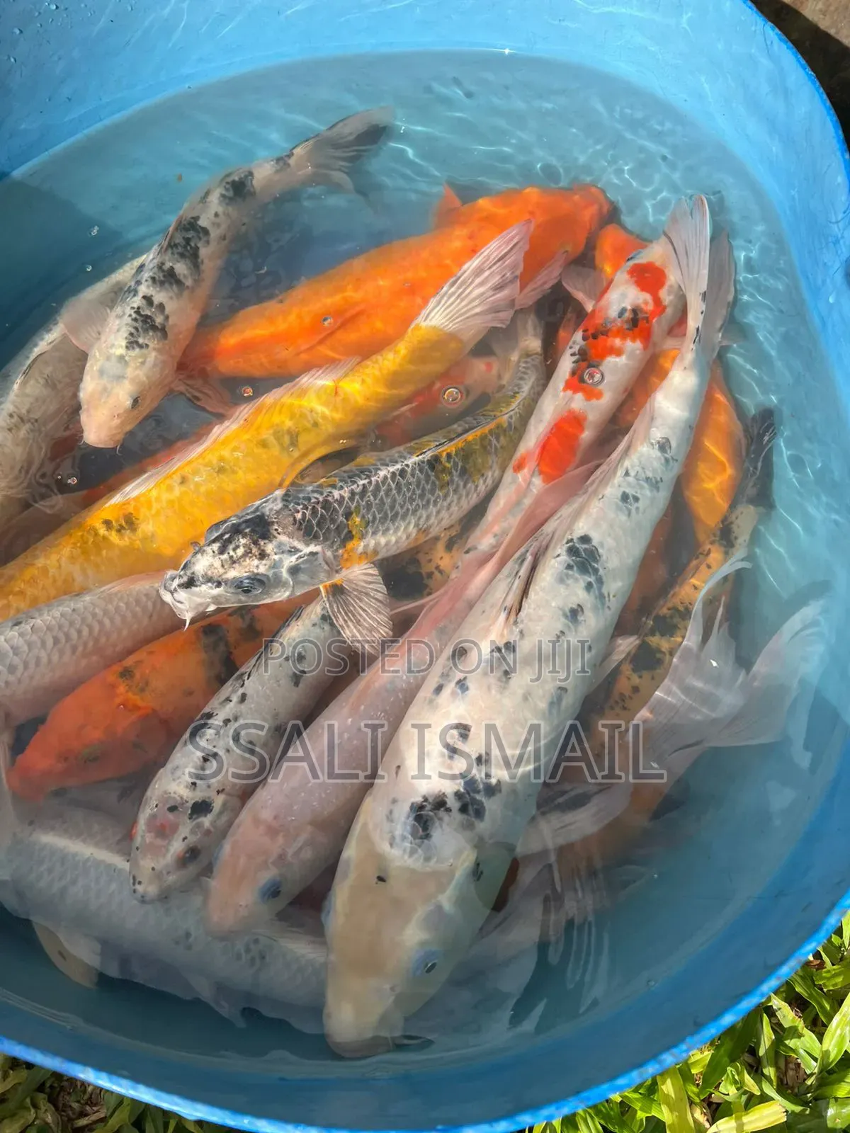 Best Size Koi Carps