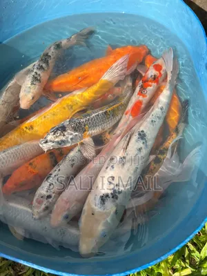 Best Size Koi Carps