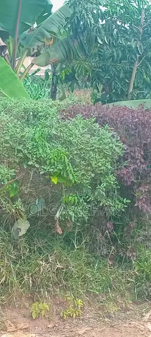 Bwerenga Entb Plot