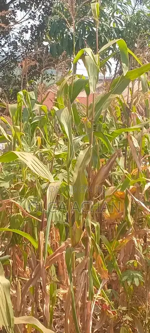 Bunoono-Katabi Entb Plot