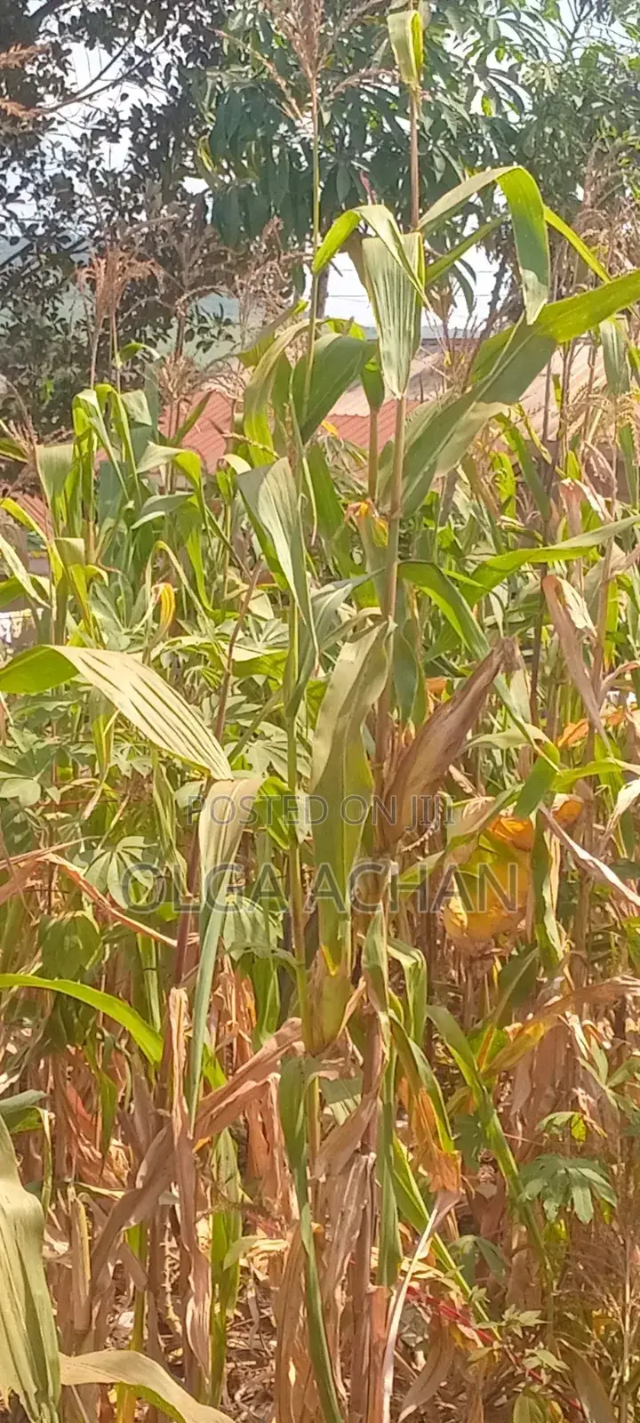 Bunoono-Katabi Entb Plot