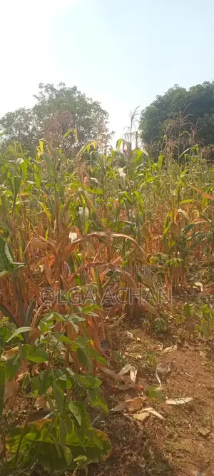 Nalugala Plot .Entb Rd