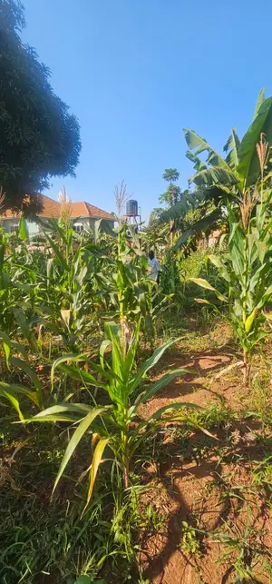 Quick Sale Plot for Sale – Seguku Katale