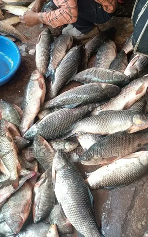 Aquaculture Farming