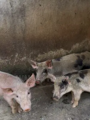 Piggery Farming
