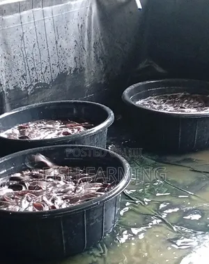 Friendly Business