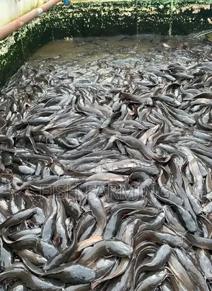 Catfish Market Available