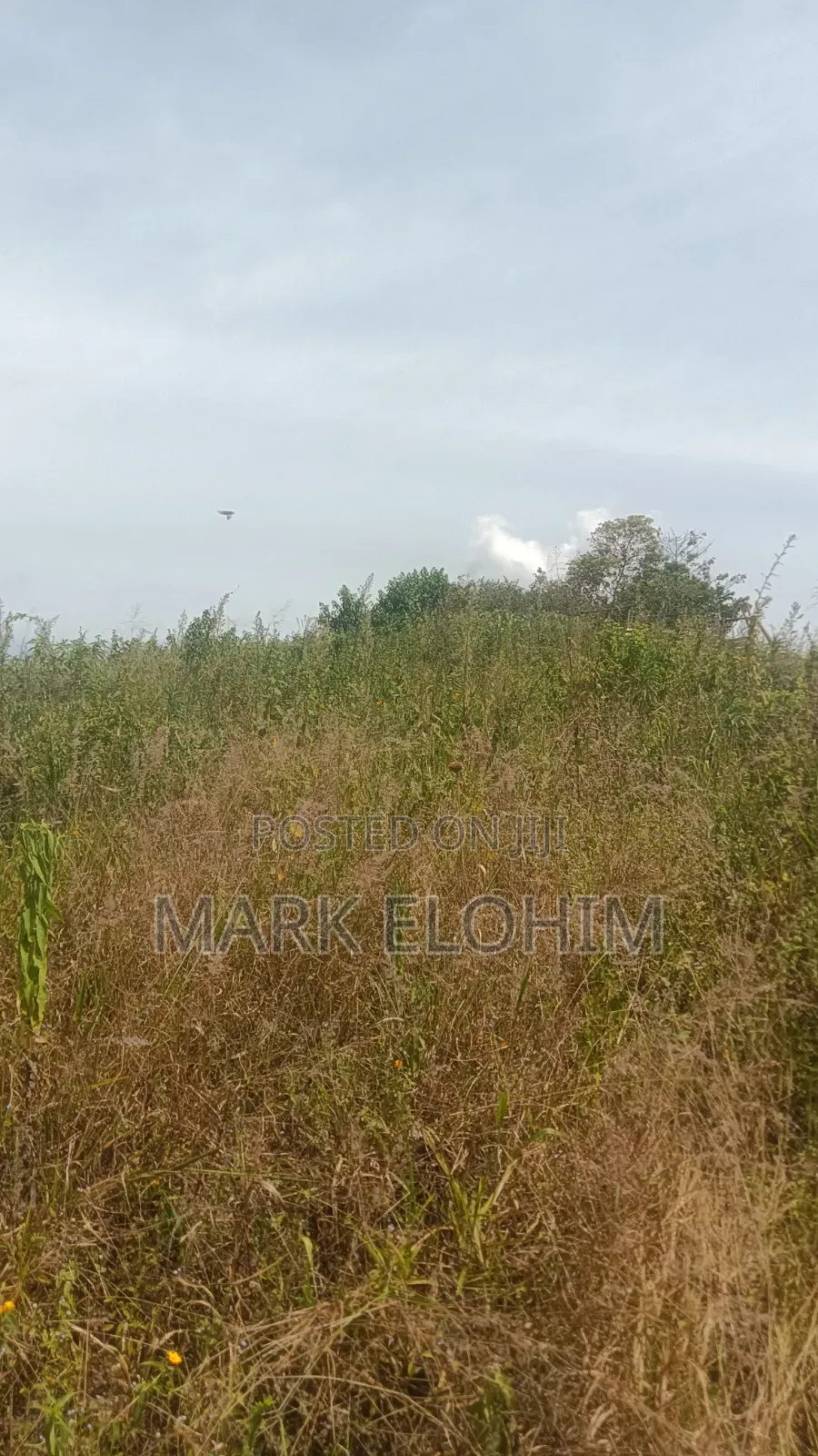 50by100 Plot With Ready Title