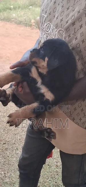 1-3 months Male Purebred Rottweiler