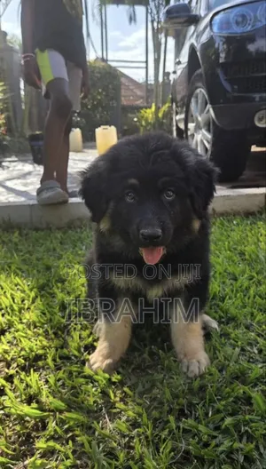 1-3 months Male Purebred German Shepherd