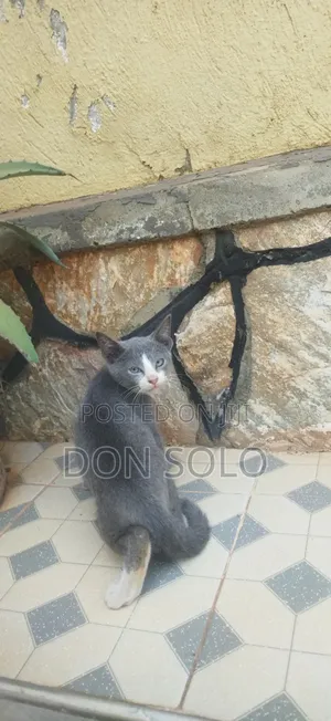 1-3 months Female Purebred Balinese