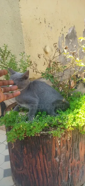 1-3 months Male Purebred Birman