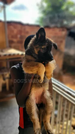 1-3 months Female Purebred German Shepherd