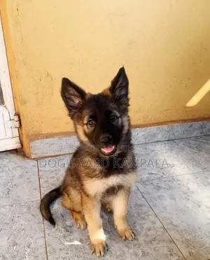 1-3 months Female Purebred German Shepherd