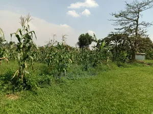 One Acre and Half for Sale Located at Mukono Nkokonjeru