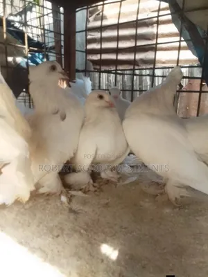 Fantail Pigeons
